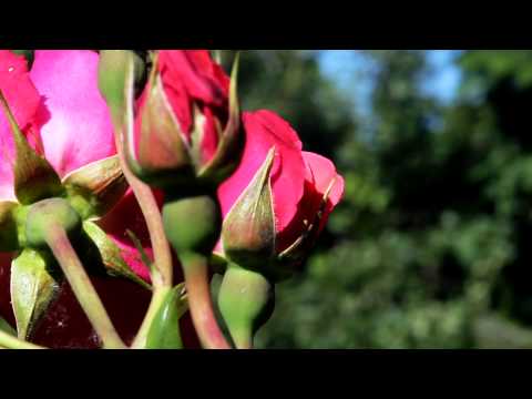 1. Stunning Rose Hart 4K Stock Videos