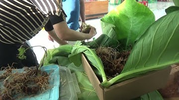 PHIÊN CHỢ SÂM NGỌC LINH THÁNG 3 II Chốt sâm cho khách