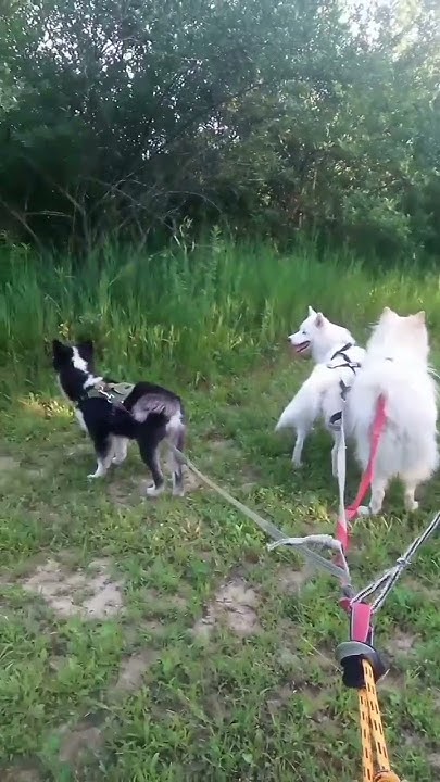 wild-pack-of-family-dogs-youtube
