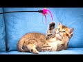Кошки Реагируют На Игрушки | Смешные Реакции Кошки На Игрушки