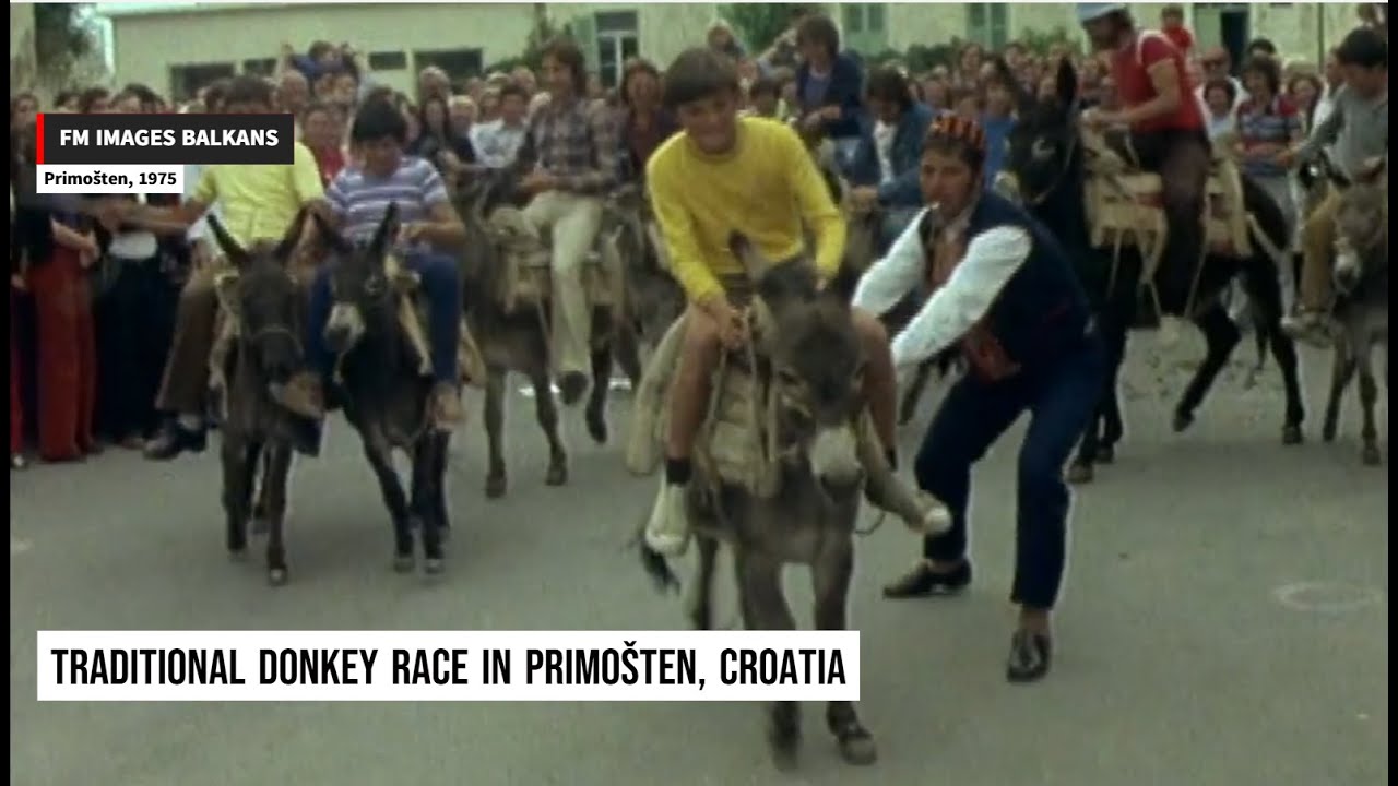 Croatia 1975: Traditional donkey race in Primošten