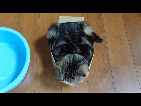 四角い箱で丸くなるねこ。-Maru curls up in a square box.-