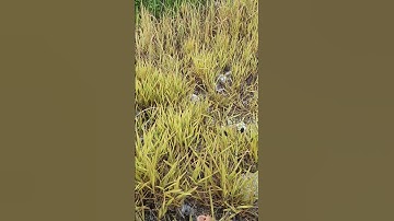 Công thức pha thuốc trừ cỏ cực mạnh,lưu dẫn đến tận gốc rễ.