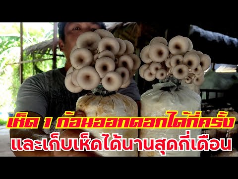 วีดีโอ: เห็ดโตเร็วแค่ไหนและมีผลต่ออัตราการเติบโตอย่างไร?