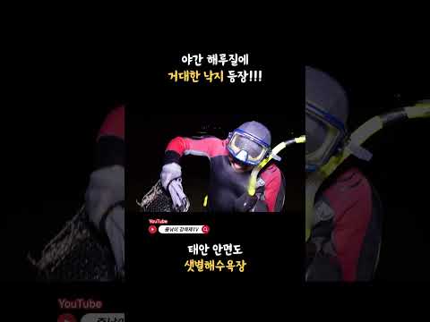 태안 야간 해루질에 대왕 낙지 등장!!