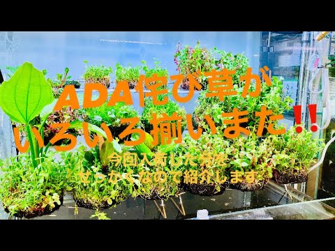 Easy aquatic plant layout – just place it down! A variety of ADA