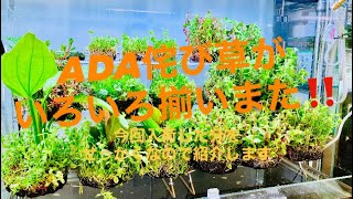 Easy aquatic plant layout – just place it down! A variety of ADA