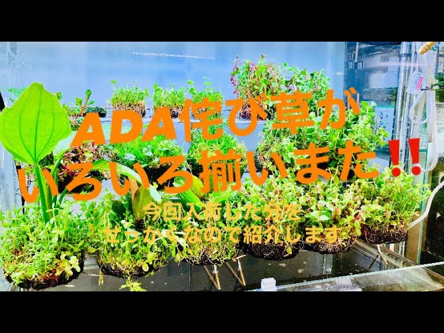 水草 selection Easy aquatic plant layout – just place it down! A variety of ADA