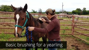 Grooming and Brushing a yearling for the first time.