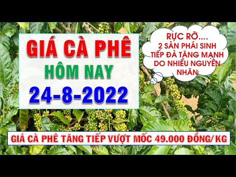 Video Giá cà phê hôm nay ngày 24/8/2022|Đồng loạt tăng mạnh... - youtube