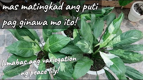 DAPAT GAWIN PARA TUMINGKAD ANG VARIEGATION NG PEAC...