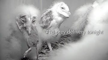 #385🦉🦉🐥44°🐥43°🐥38°🐥36°🐥33°🐥29°🥚🥚／Catalonia🇪🇸Barn Owl Nest 2025(2nd )／ Letxzo💗Blanquita ／SEOBirdLife