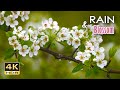 4K HDR Rain &amp; Blossom - Gentle Rain &amp; Bird Sounds - Spring Drizzle in Orchard - Relax/ Sleep/ Medita