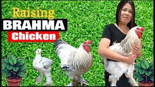 Brahma Chicken as Pet@MerlyAharul #brahma #pets #chicken