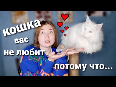Видео: Каких людей любят кошки? Жизнь с мейн-кунами
