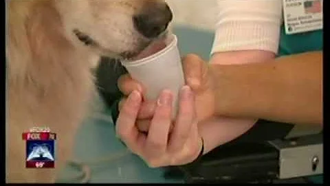 FOX 29 - Magee's Facility Dog Program