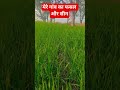 मेरे गांव का फसल और सीन #video #funny