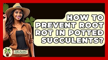 How To Prevent Root Rot In Potted Succulents? - The Plant Enthusiast