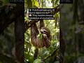 Surprising facts about sloths you probably didn't know. #nature #wildlife #facts #sloth