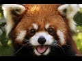 Веселые красные (малые) панды. Red Panda
