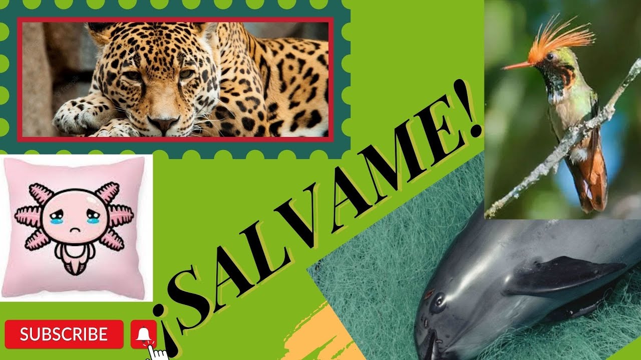 Animales De Guerrero En Peligro De Extincion www.youtube.com