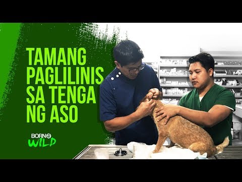 Video: Paano Baguhin ang Pangalan ng Aso: 9 Mga Hakbang (na may Mga Larawan)