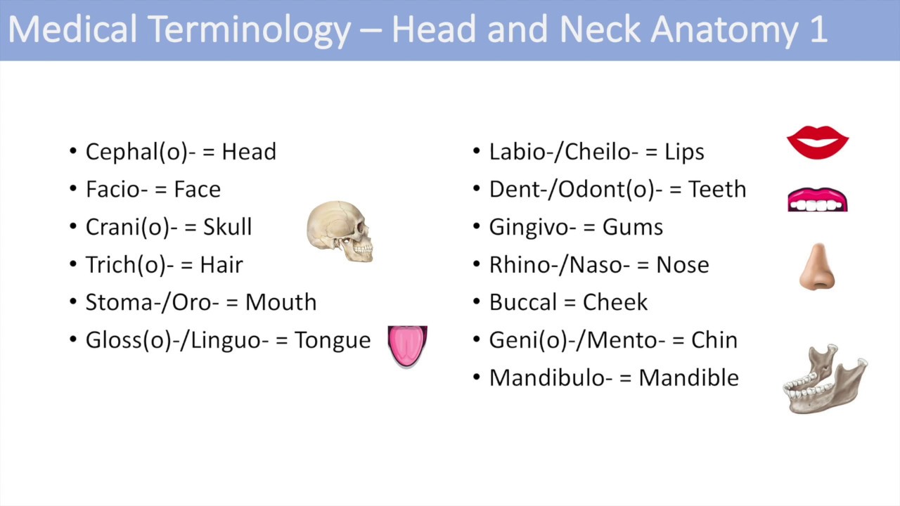 Medical Terminology Lesson 6 Anatomy And Anatomical Terms Youtube