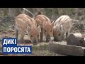 Близько 200 диких поросят народилося в одному з мисливських господарств Черкащини