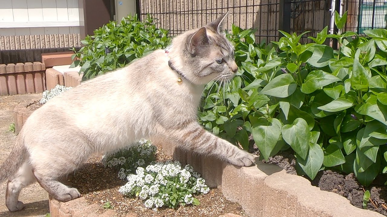 シャムトラ マロン 元野良猫のお庭デビュー Youtube