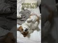 #졸린강아지 #웰시코기 #강아지 #corgi #corgilife #pets #코기 #cutedog #반려견 #강아지일상 #강아지쇼츠 #강아지브이로그 #강아지영상 #출근길쇼츠