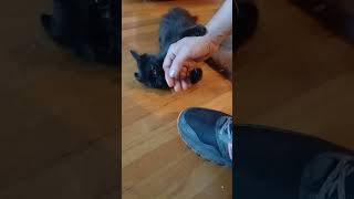 Lil demon  4 weeks  after being rescued. she has spirit and sas and lives to play with me