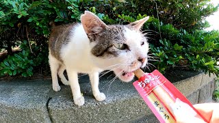 キジシロ猫がちゅ～るスティックをペロリと完食しておかわりを要求してくる