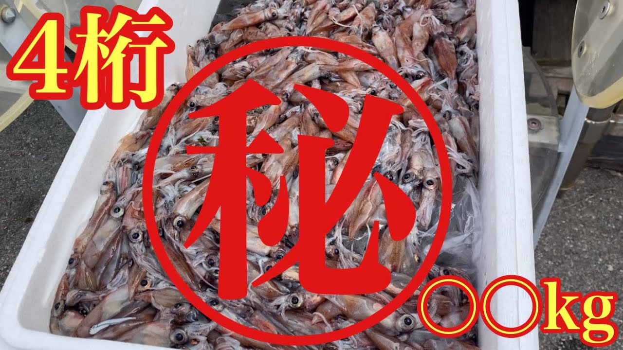 ホタルイカ完全攻略！ホタルイカは◯色の光に凄まじい勢いで寄ってきます！【ホタルイカ掬い】