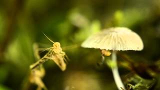 The Cloud Forest Project trailer 2, science banter and relaxation video in rainforest of ecuador