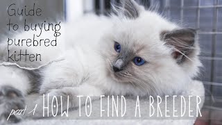 How to find a breeder | 𝗣𝗮𝗿𝘁 𝟭 𝗼𝗳 𝟯 Guide to buying purebred kitten | Ragdolls Pixie and Bluebell