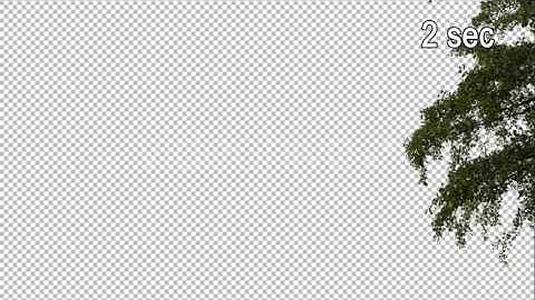 Real Populus Tree Branch with Alpha Channel - Stock Footage