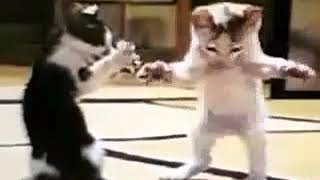 Erik Dalı oynayan kediler Resimi