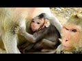 Baby monkeys with hernia, fighting ants, and milk / ヘルニアの赤ちゃん猿、蟻と戦う monpai monyet
