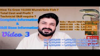 Sole(Murrel) Fish Farming Cost Estimation|Complete information|How to Start Murrel Farming| Video 3
