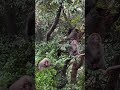 Japanese Monkey Salad Bar Bully!