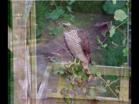 Here we see a Sparrowhawk attacking my aviary that contains both Fischers lovebirds and Masked lovebirds. the attack lasted approx 20 minutes and i was able to make this small video by hanging the camera out of my bathroom window while balancing on one leg..