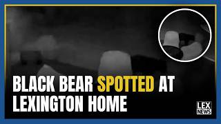 Bear spotted on security camera in Fayette County neighborhood, official says sightings on the rise