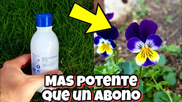 ¿Se puede pulverizar peróxido de hidrógeno puro sobre las plantas?