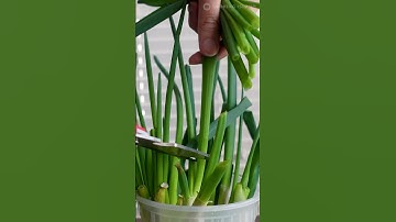NEVER buy green onions again! How to regrow scallions? Kitchen Hacks