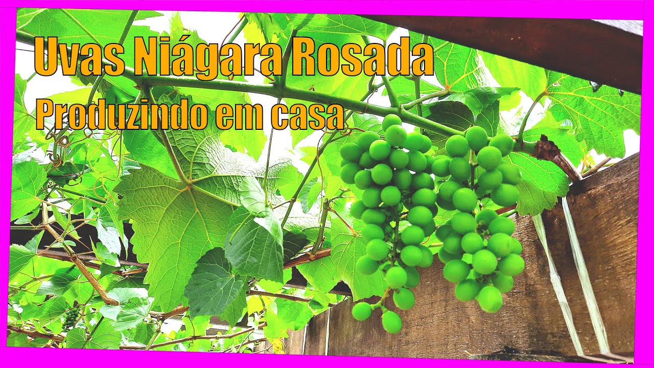 Linda Produção de Uva Niágara Rosada em Casa