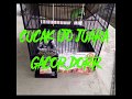 Cucak Ijo Juara Gacorrr Dorr Ful Isian Mp3 - Mp4 Download