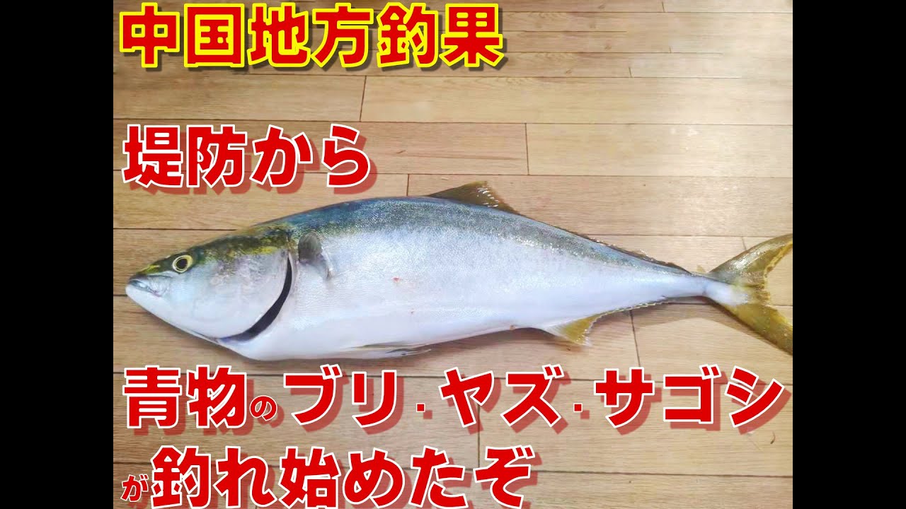太刀魚 タチウオ 釣りで激小 笑 中国地方釣果 広島県の広島沖などからタチウオが釣れか スーパーライズ Super Rise