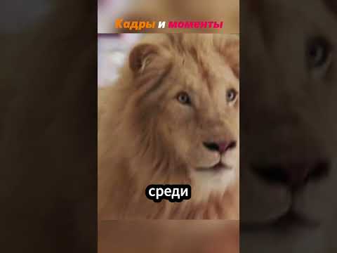 Полиция против льва кто победит?