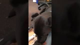 Dog crying after getting neutered