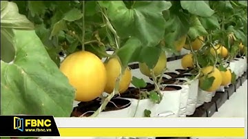 FBNC - HẢI PHÒNG TRIỂN KHAI TRUY XUẤT NGUỒN GỐC NÔNG SẢN